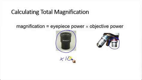 total magnification formula|How to Calculate Total Magnification..